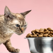 Cat food